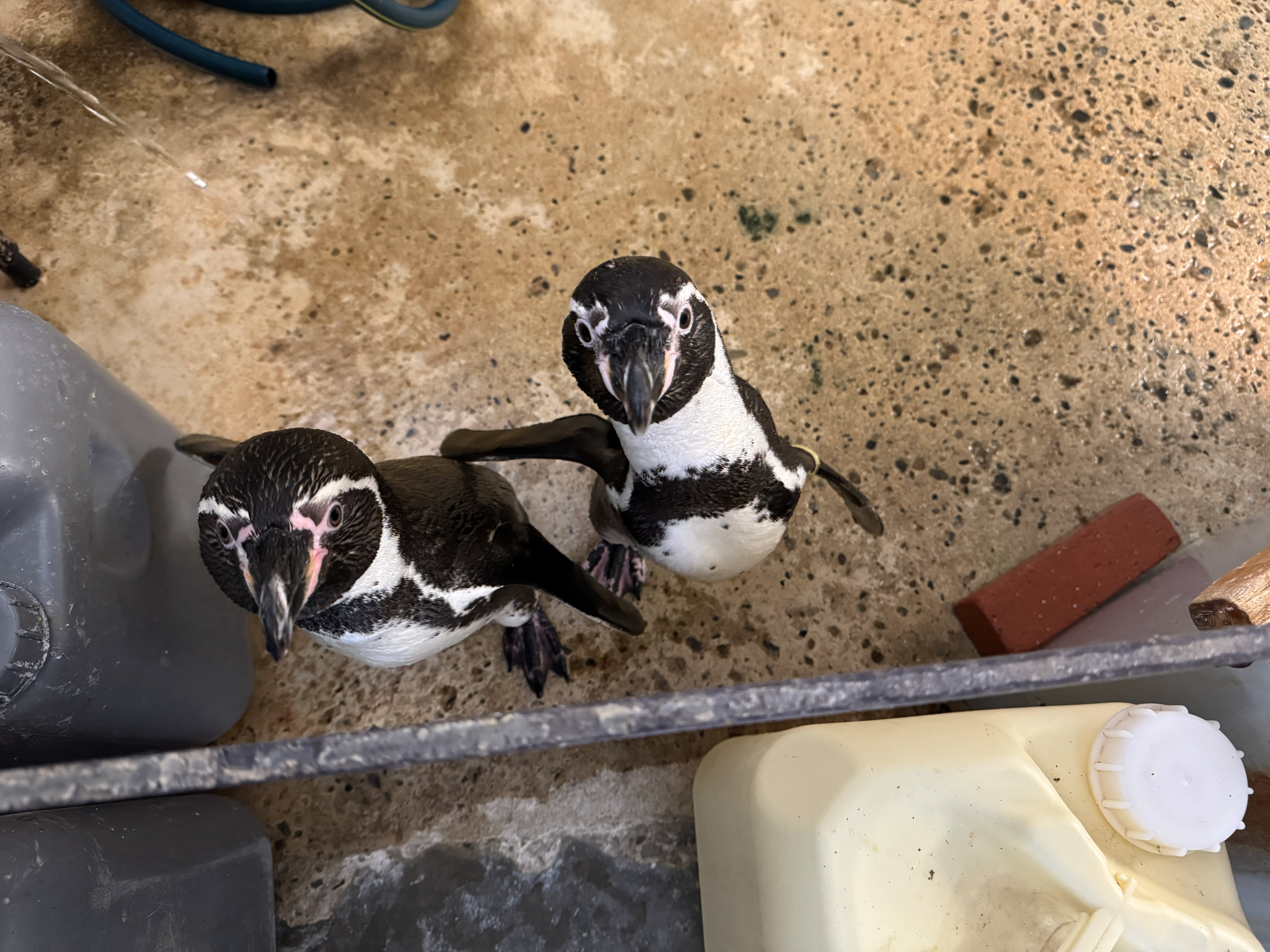 さつまぽん1 さつまぽん1