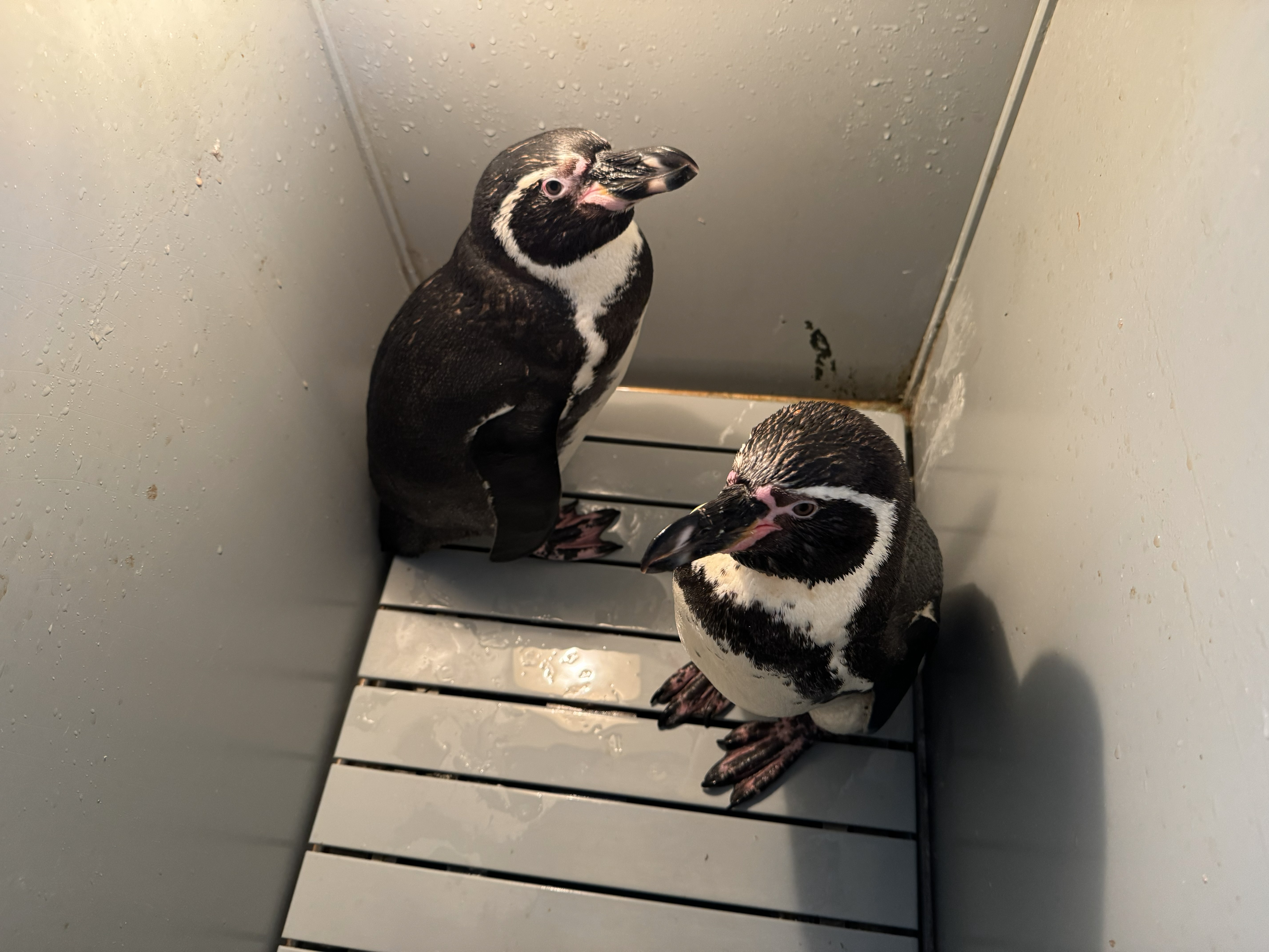 さつまぽん2 さつまぽん2