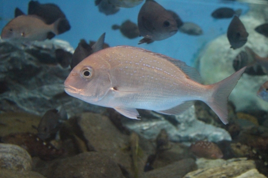 サクラダイ渡部