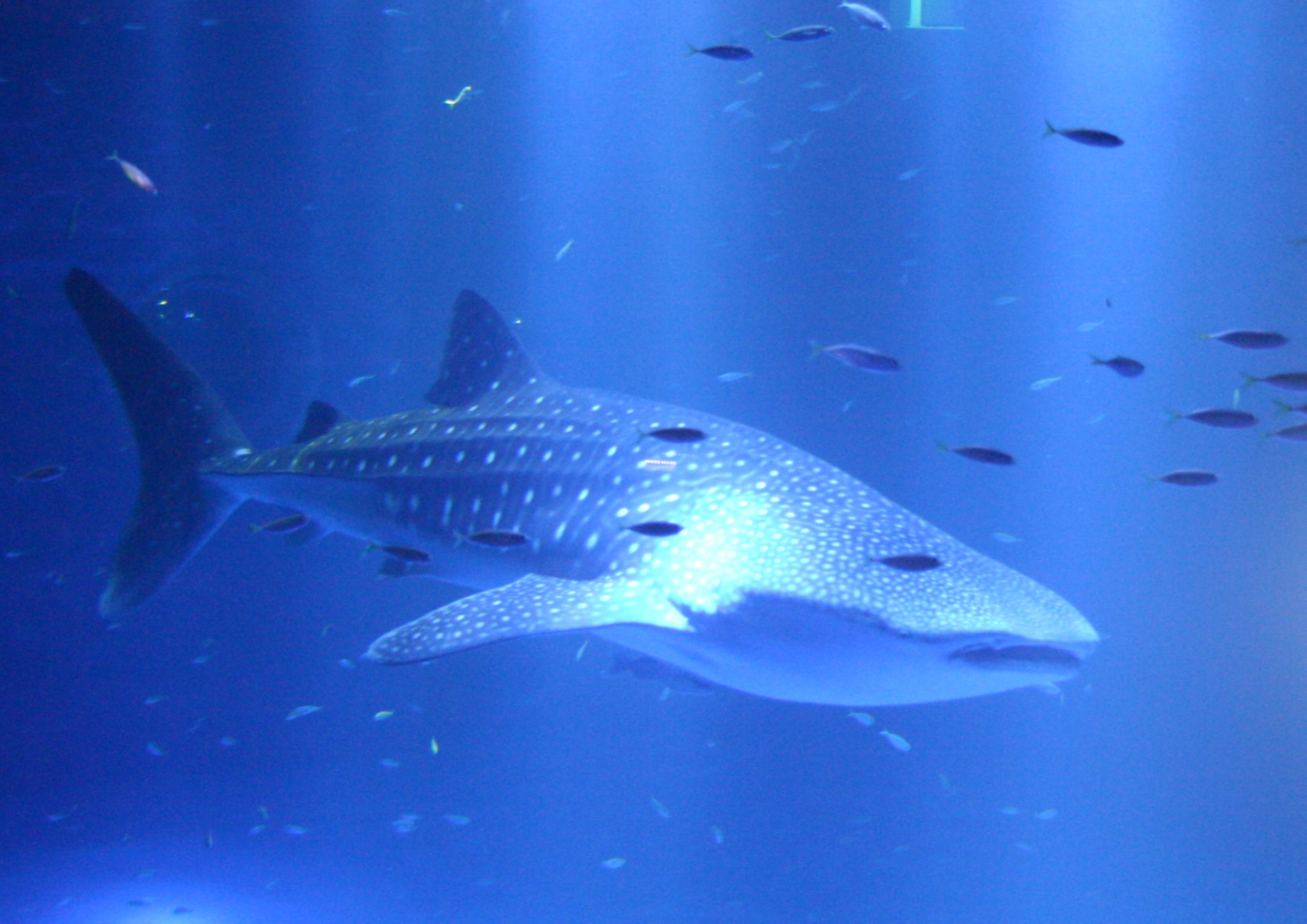 ジンベエザメ館 青の世界 ジンベエザメ館 青の世界 のとじま水族館