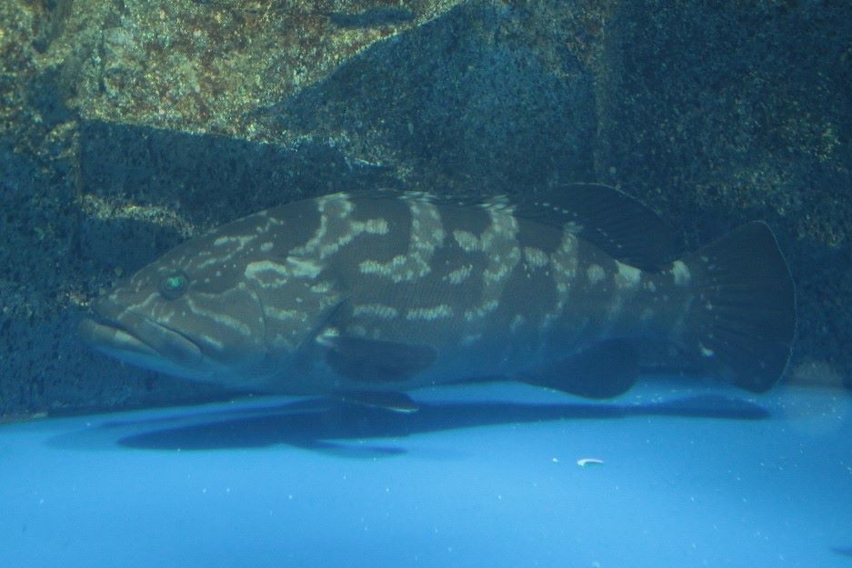 生きもの図鑑 のとじま水族館