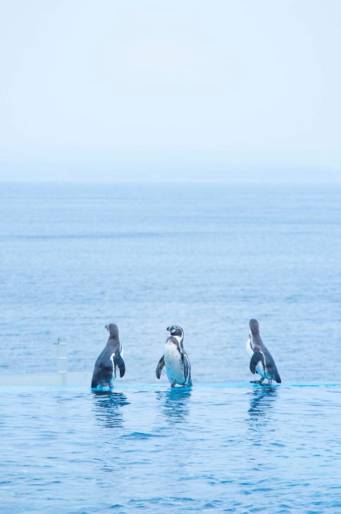 ペンギン（イルカたちの楽園）