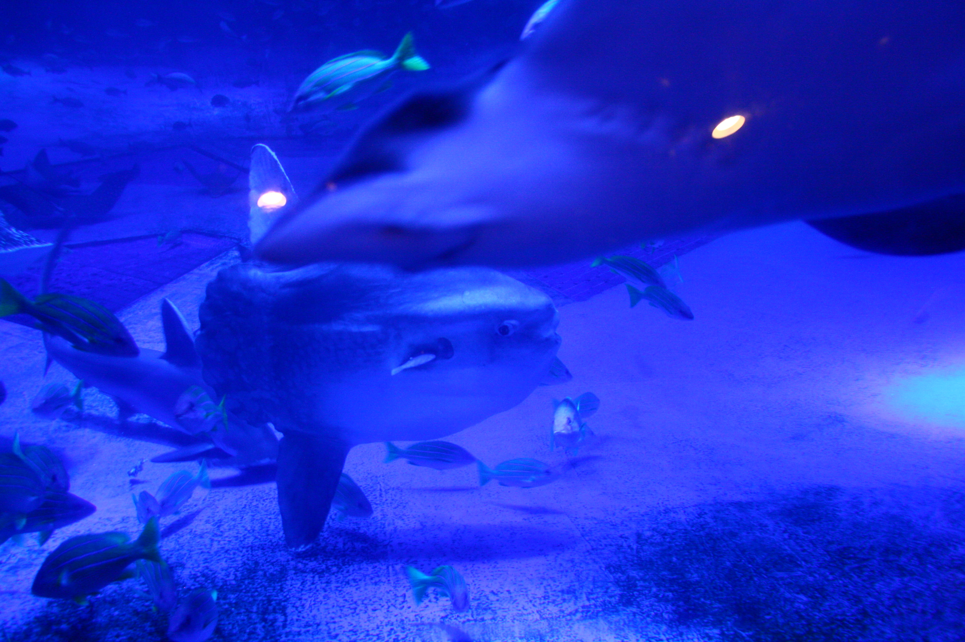マンボウ増量中 のとじま水族館