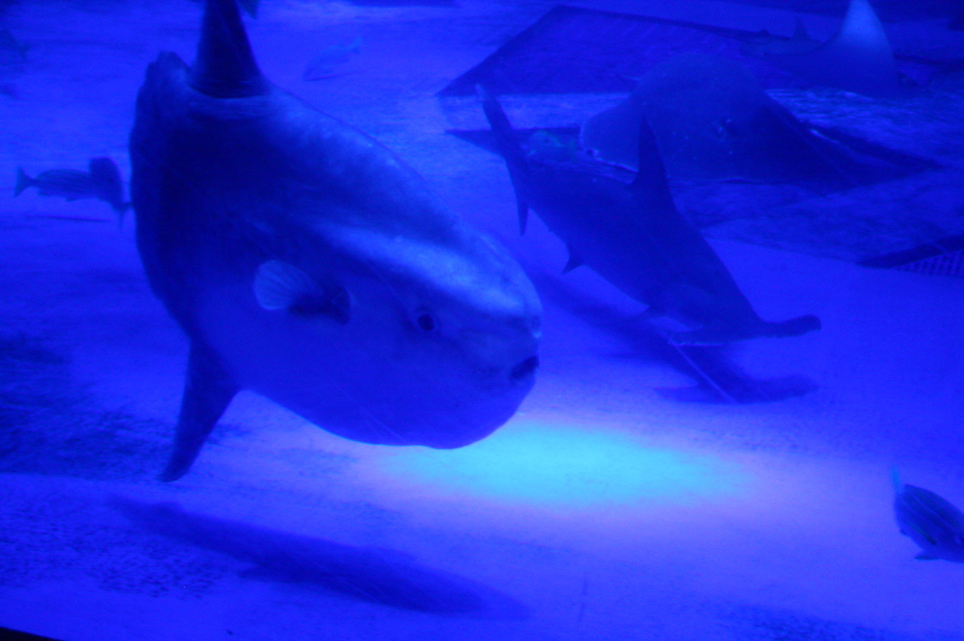 マンボウ増量中 のとじま水族館