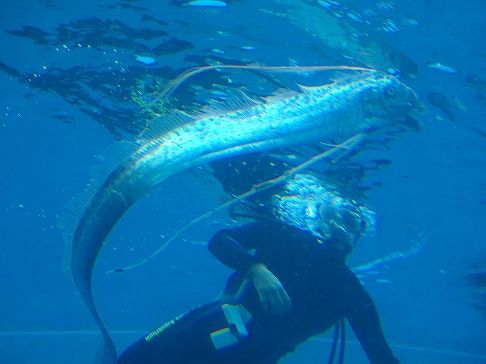 神秘の魚 出現 のとじま水族館