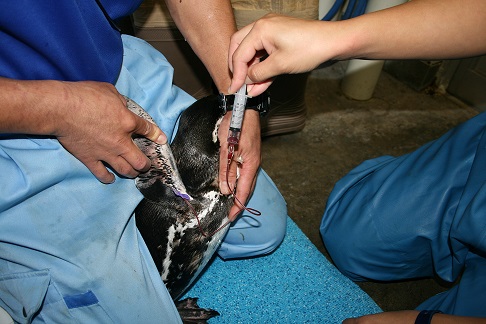 ペンギン採血