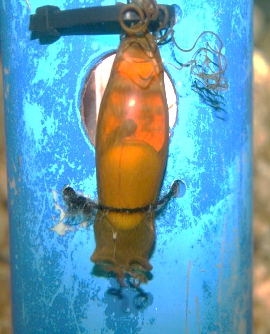 卵を産むサメ のとじま水族館