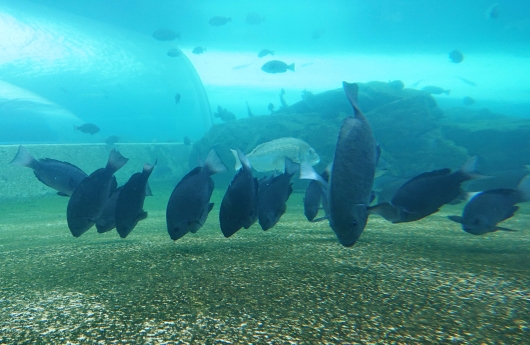 水槽の掃除屋さん のとじま水族館