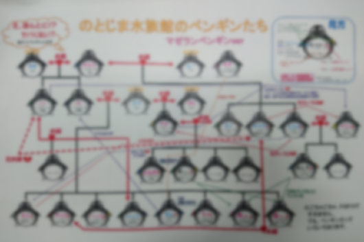 相関図マゼラン