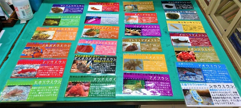 ウミウシ解説板