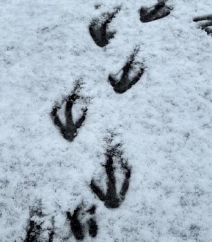 ペンギン雪足跡