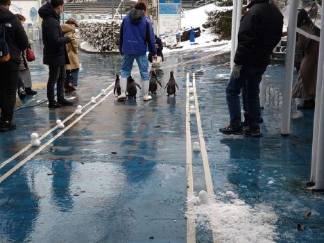 雪だるま散歩2