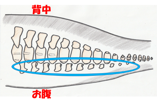 ぶいじこつ
