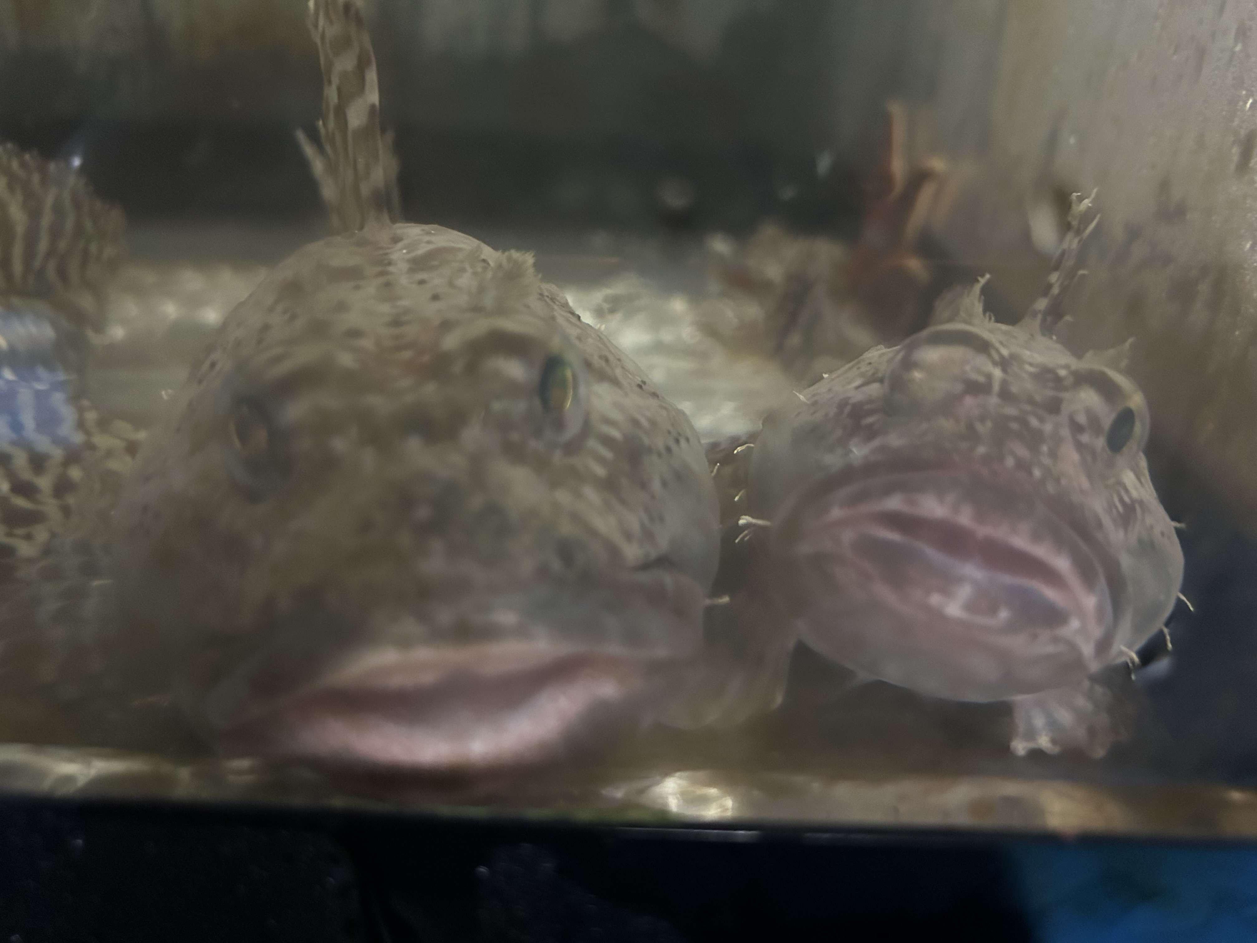 ニジカジカ2
