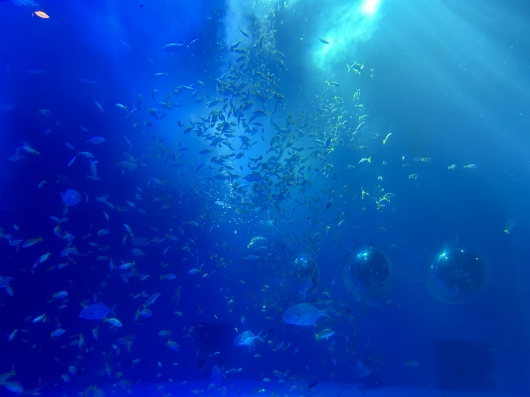 魚
