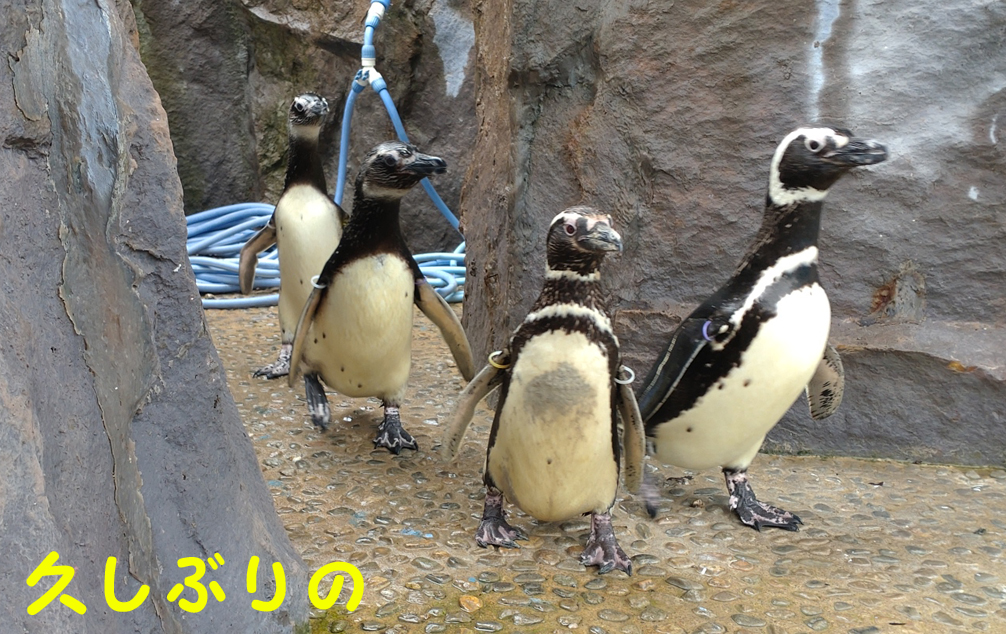 ペンギン1