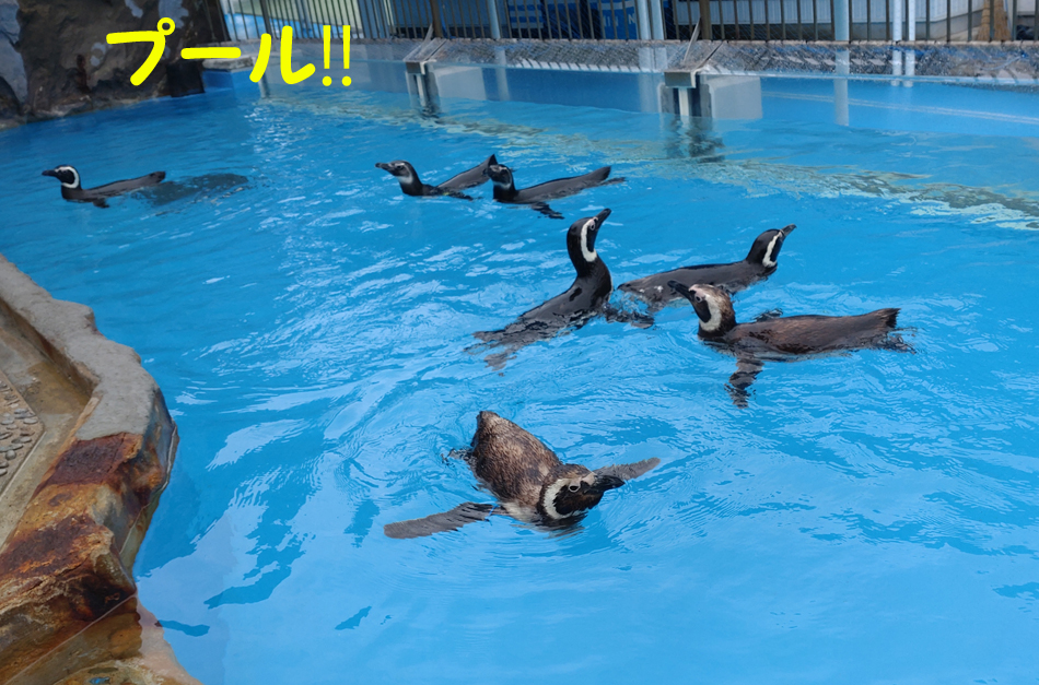 ペンギン2