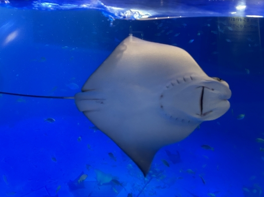 ウシバナトビエ3
