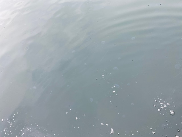 平田クラゲ１