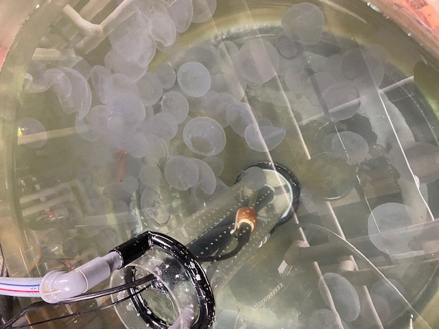 平田クラゲ2