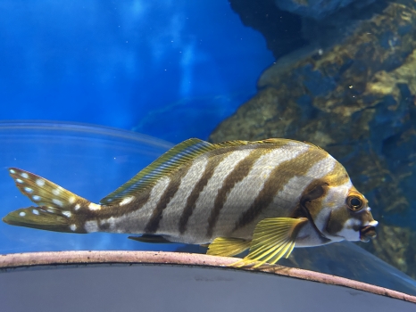 タカノハダイ

