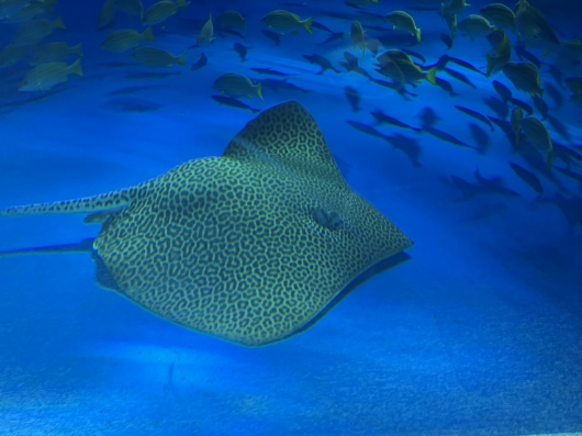ヒョウモンオトメエイ
