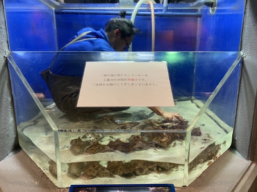 南の海の魚たちのお引越し①