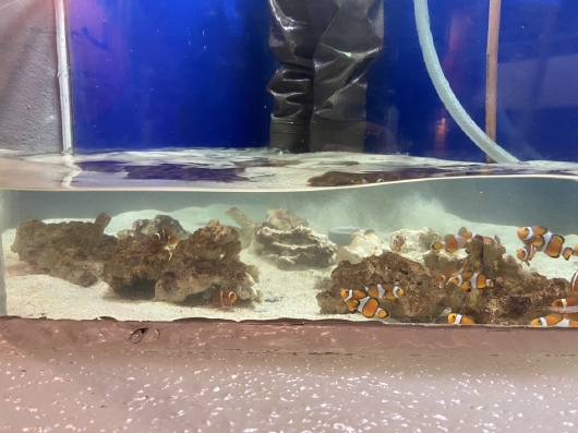南の海の魚たちのお引越し②