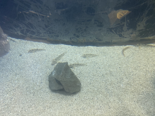 カマツカ斜め上