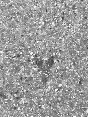 カマツカ目だし近