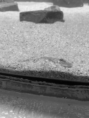 カマツカ半潜り