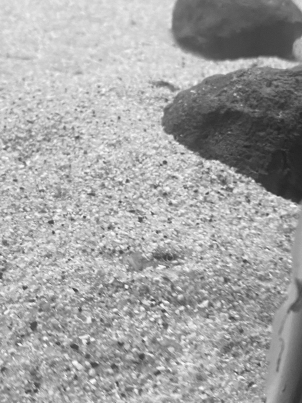 カマツカ全潜り