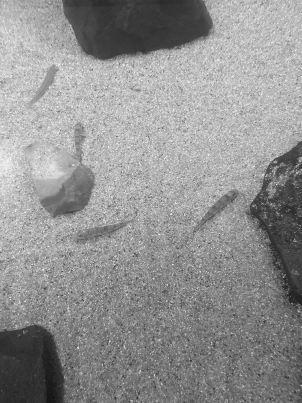 カマツカ展示上