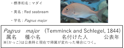 マダイ学名2