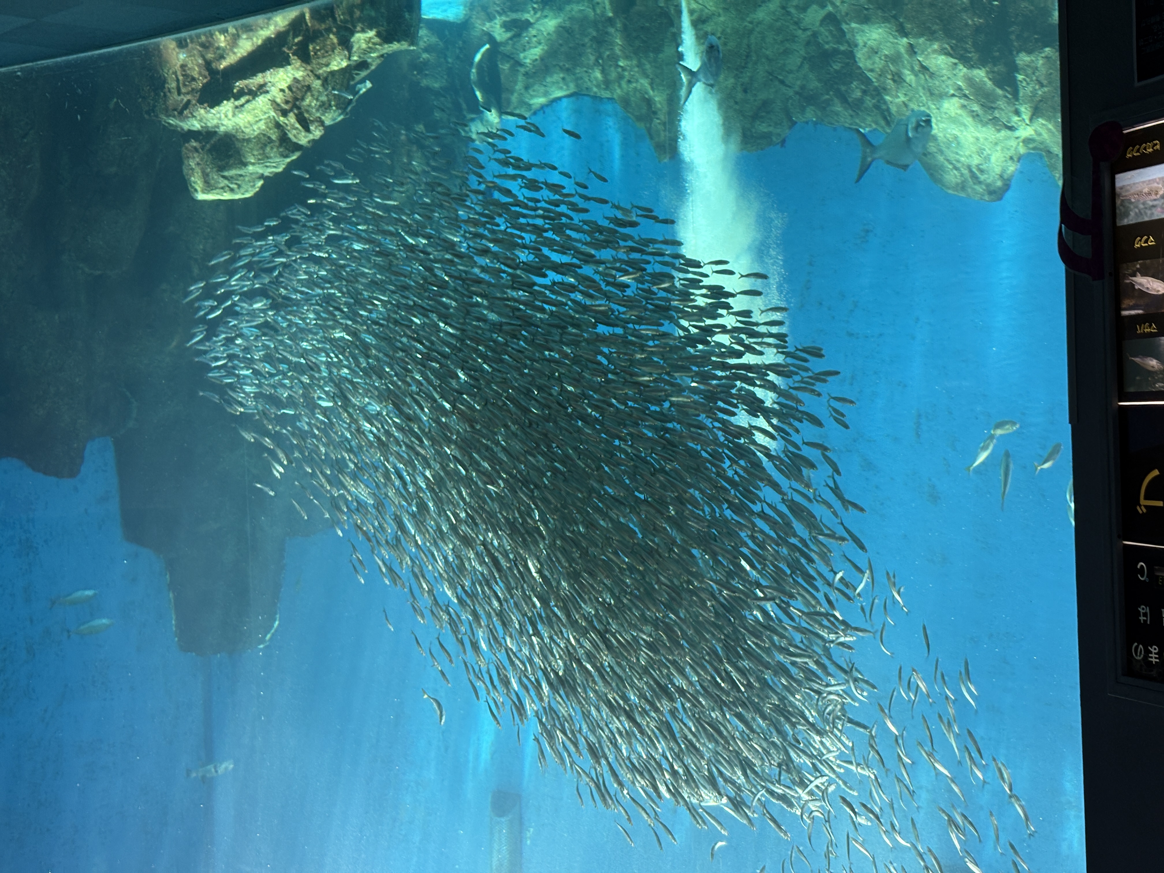 イワシのビッグウェーブ