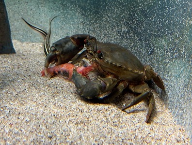 アミメノコギリガザミ脱皮前食事 アミメノコギリガザミ脱皮前食事