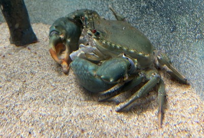アミメノコギリガザミ脱皮後食事 アミメノコギリガザミ脱皮後食事
