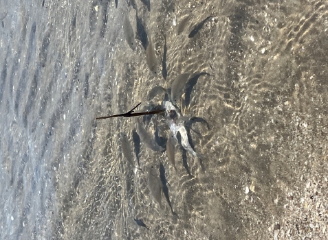 クロダイ