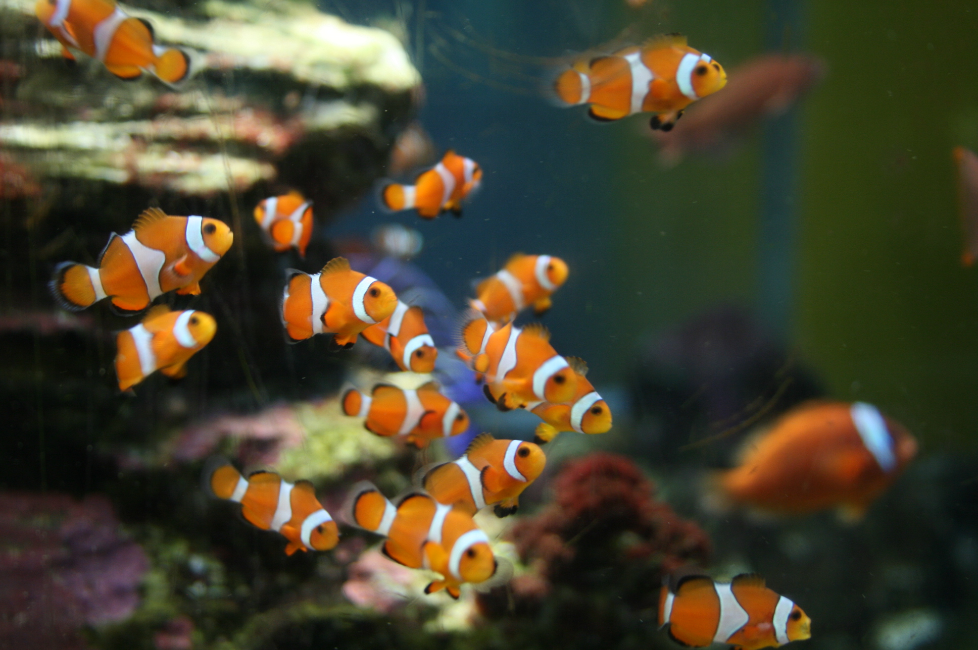 新しい友だち カクレクマノミ のとじま水族館 新しい友だち カクレクマノミ のとじま水族館