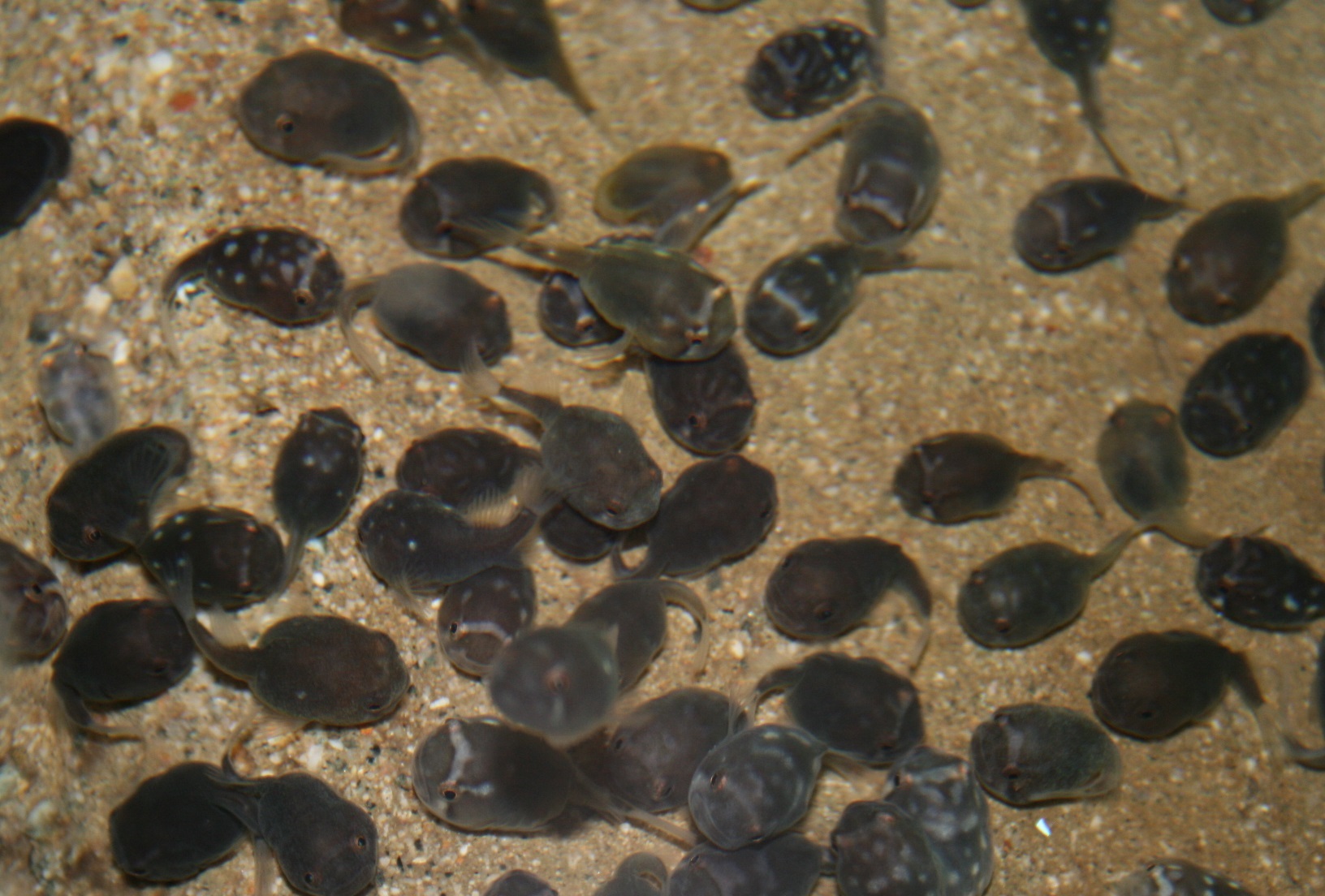 かわゆす たち のとじま水族館
