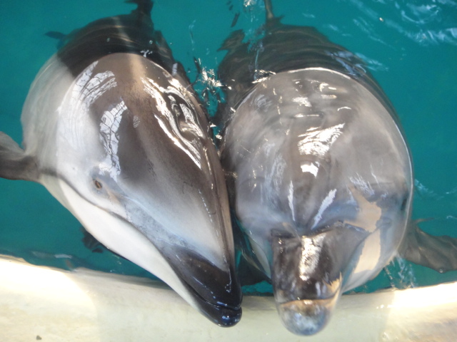 恋しているか のとじま水族館