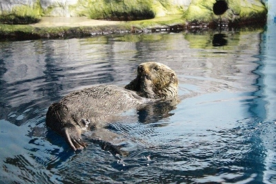 ラッコの ラスカ の死亡について のとじま水族館