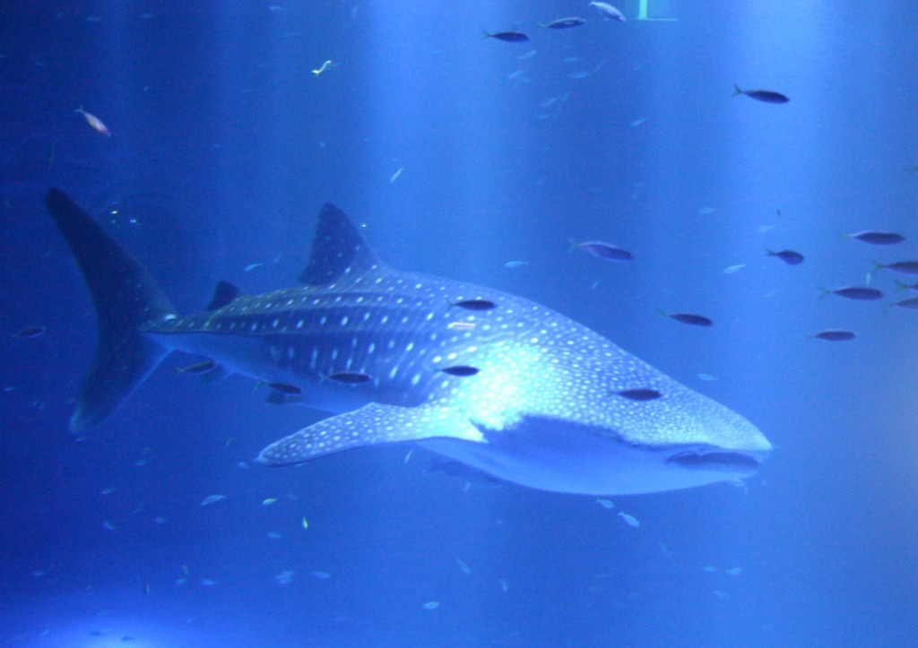 ありがとうサザベエ のとじま水族館
