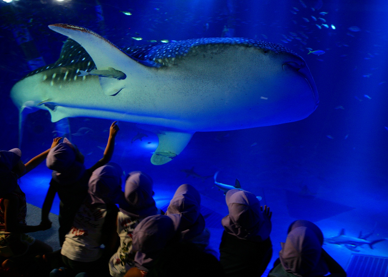 ありがとうサザベエ | のとじま水族館