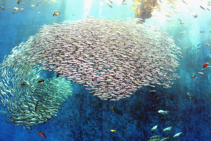 写真素材集 | のとじま水族館