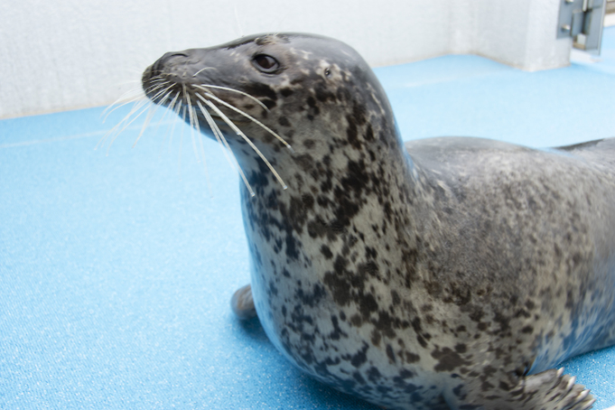 写真素材集 のとじま水族館