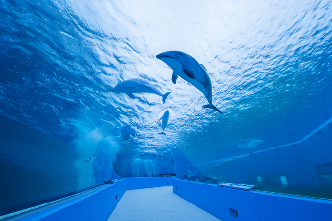 写真素材集 のとじま水族館