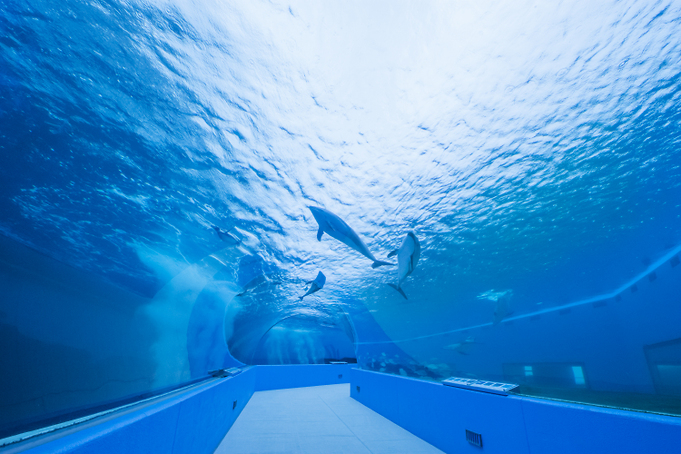 写真素材集 のとじま水族館